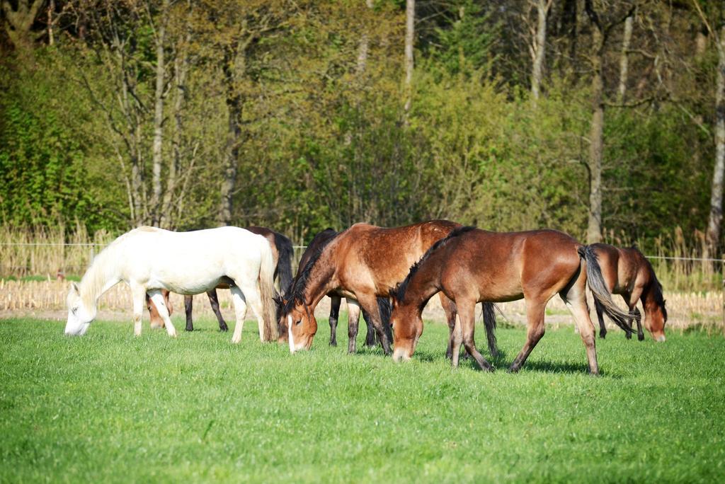Filippus Vakantiehoeve Maldegem Exteriér fotografie